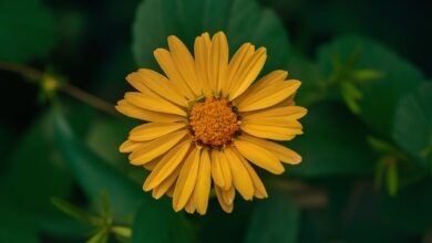 Xaicotum – Complete Guide, Uses, Benefits, and Side Effects