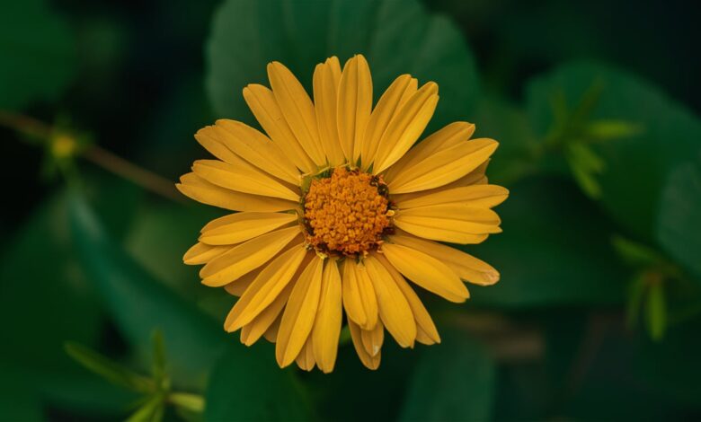 Xaicotum – Complete Guide, Uses, Benefits, and Side Effects